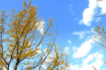 <p>Yellow gingko leaves contrasting clearly with blue sky</p>