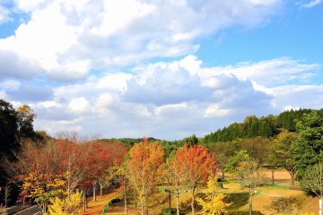 <p>Colored trees enjoying autumn in the expansive park</p>
