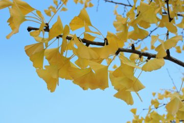 <p>Close-up look at the yellow leaves under the blue sky</p>