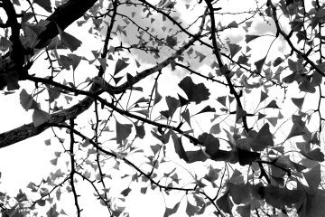 <p>Gingko leaves in B &amp; W</p>