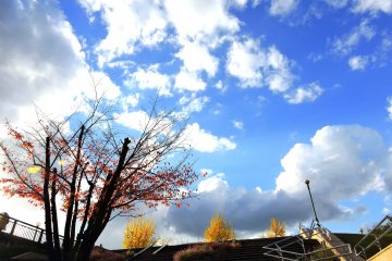 <p>Red and yellow leaves shining under the setting sun</p>