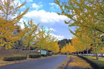 <p>Some leaves have already fallen, but there are still green leaves starting to turn yellow</p>