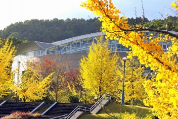 <p>Yellow gingko trees surrounding the sports center</p>
