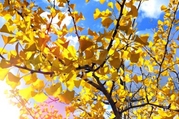 Fall Colors at Fukui Wellness Park