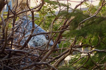 <p>If you look around you while waiting for the Flight of the Hippogriff ride, you might see a Hippogriff</p>