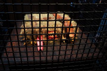 <p>In the shops are even little attraction like this sleeping (beware, it does wake up!) Monster Book of Monsters</p>
