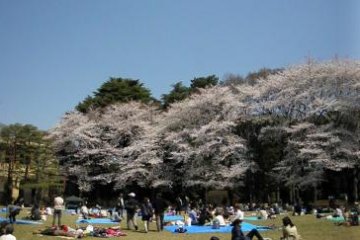 Les cerisiers en fleurs pendant Hanami