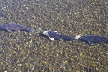 <p>The water is very clear indeed</p>