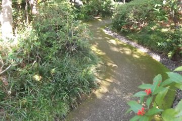 <p>A path through the little forest</p>