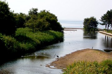 <p>Water birds wading in a river mouth &nbsp;</p>