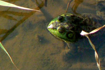 <p>Of course birds are not the only wildlife to be seen - if you look carefully enough!</p>