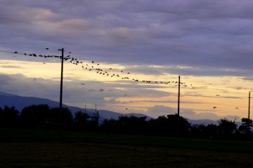 <p>Crows gathering on power lines at sunset near Omi-Hachiman</p>
