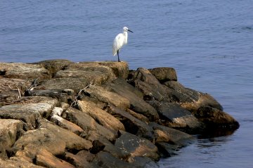Bird Watching around Lake Biwa