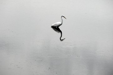 <p>Waiting for a snack to swim by</p>