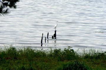 <p>Egret standing on the stumps of a ruined jetty</p>