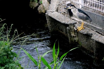<p>I think this is a young heron</p>