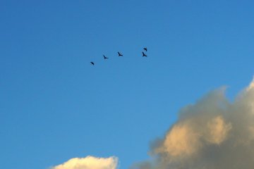 <p>Geese flying over the Seta River</p>