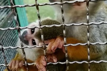 <p>These monkeys were a lot of fun and very active, they kept trying to grab my camera.</p>