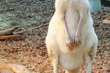 <p>Awesome looking white kangaroos which stare at you longer than you stare at them.&nbsp;</p>