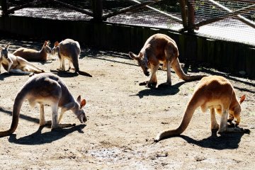 <p>The grey kangaroos are out and you can meet with them in the pen as well as feed them.&nbsp;</p>