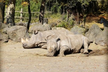 <p>These guys are just relaxing, most of the wild animals were relaxed and only got up to come and get some food when you're in the bus.&nbsp;</p>