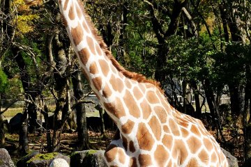 <p>Sometimes the rangers bring the animals closer to the bus so you can take a closer look and take better photos.&nbsp;</p>