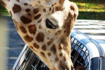 <p>"Hello human, do you have any extra leaves in the car?" The giraffes will come close to you and check to see if you have any leaves or food for them.&nbsp;</p>