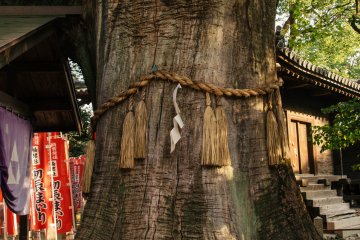 <p>Ropes like these are tied around the big trees inside the complex.</p>