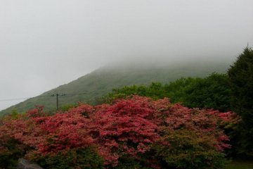 The lower slopes of Mount Esan are a botanists dream