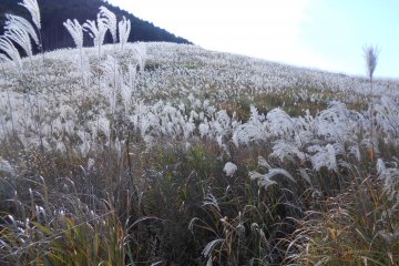 <p>In recent years yellow&nbsp;Solidago canadensis&nbsp;(canadian goldenrod) has spread across Japan as an invasive weed, and Japanese pampas grass, an endemic species, has become quite rare.&nbsp;</p>