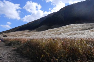 <p>A vast field of beautiful pampas grass, just wonderful!</p>