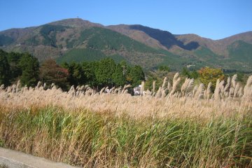 <p>The leaves start to change their color in the beginning of November, and around the middle of the month it is usually in full bloom.</p>