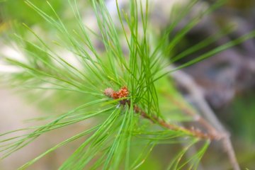 <p>A beautiful plant</p>