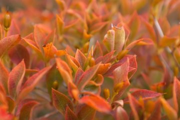 <p>Orange and red flowers</p>