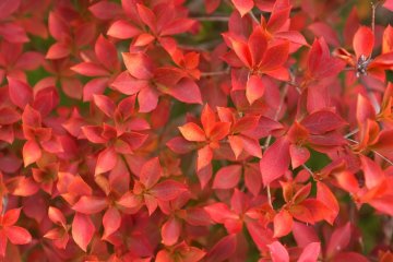 <p>The place is filled with beautiful flowers</p>