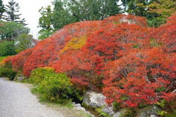 <p>You can easily fall in love with this garden</p>