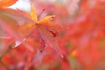 <p>The gorgeous maple leaves</p>