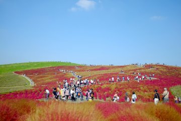 Hitachi Seaside Park in Autumn