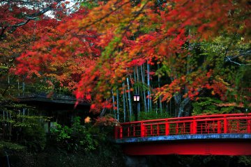 Autumn Leaves Along Shuzenji River