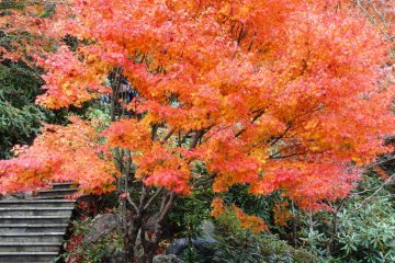 <p>The maples here are at their best in the first half of November</p>