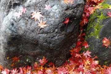 <p>The ground is littered with a colorful carpet of momiji</p>