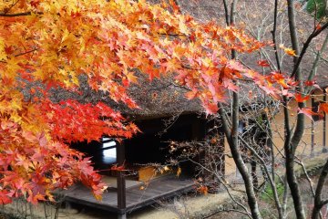 <p>Maples frame a thatched roof building on the grounds of the folk village</p>