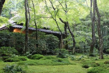 교토·사가노 "기오지" ~ 1