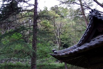 <p>There are older shrine buildings among tall trees</p>