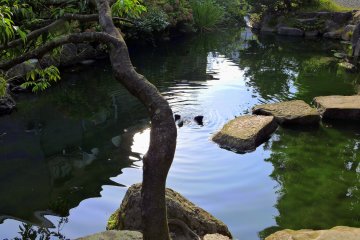 <p>A quiet pond along the pathway to the prayer hall</p>