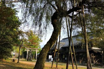 <p>Weeping cherry tree in early autumn on the shrine grounds</p>