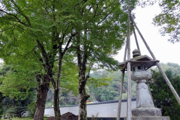 <p>Stone lantern and trees standing on the shrine grounds</p>