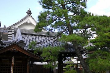 <p>A pine leans toward the area with the water basin</p>
