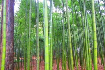 Kairakuen's majestic bamboo forests