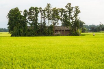 <p>มีคนอยู่ที่ทุ่งนาด้วย &nbsp;</p>